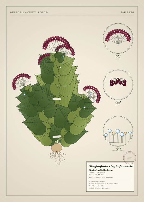 Botanische Tafel: Singhofenia singhofenensis, eine erfundene Pflanze aus Singhofen, gezeichnet wie in einem alten Pflanzenatlas