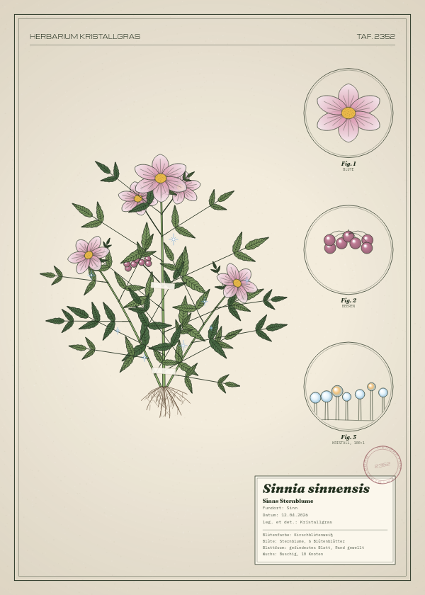 Botanische Tafel: Sinnia sinnensis, eine erfundene Pflanze aus Sinn, gezeichnet wie in einem alten Pflanzenatlas