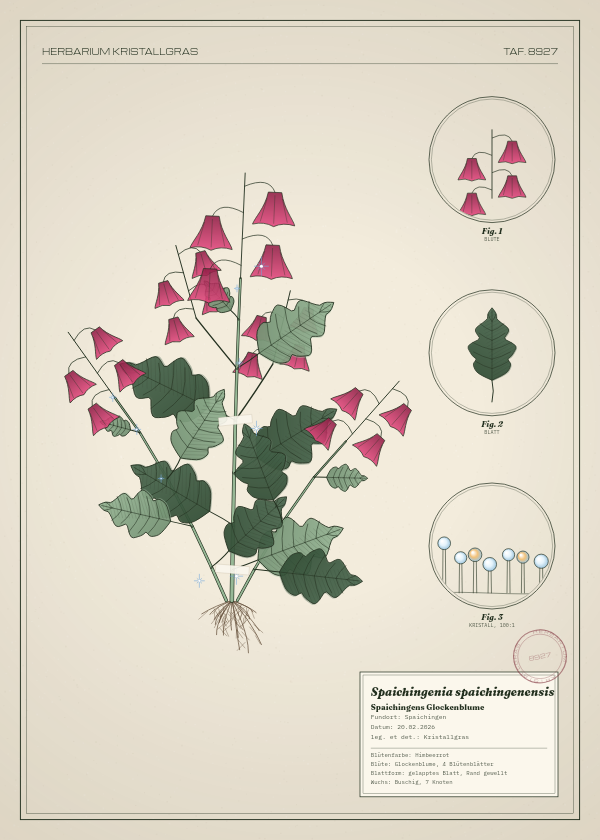Botanische Tafel: Spaichingenia spaichingenensis, eine erfundene Pflanze aus Spaichingen, gezeichnet wie in einem alten Pflanzenatlas