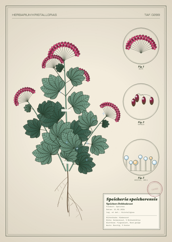 Botanische Tafel: Speicheria speicherensis, eine erfundene Pflanze aus Speicher, gezeichnet wie in einem alten Pflanzenatlas
