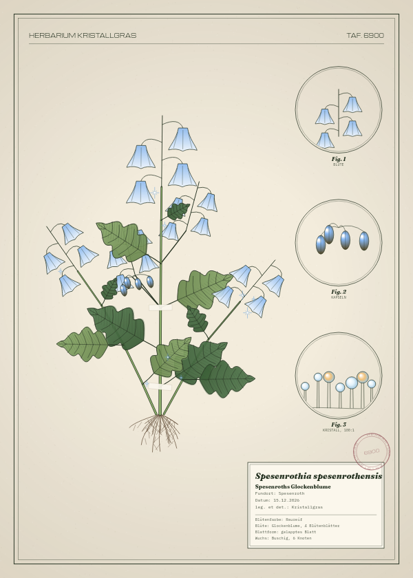 Botanische Tafel: Spesenrothia spesenrothensis, eine erfundene Pflanze aus Spesenroth, gezeichnet wie in einem alten Pflanzenatlas