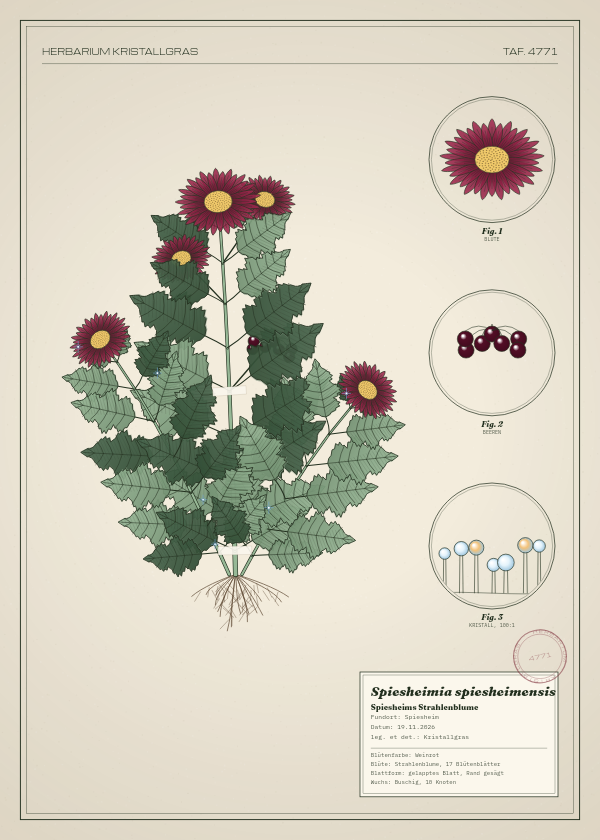 Botanische Tafel: Spiesheimia spiesheimensis, eine erfundene Pflanze aus Spiesheim, gezeichnet wie in einem alten Pflanzenatlas