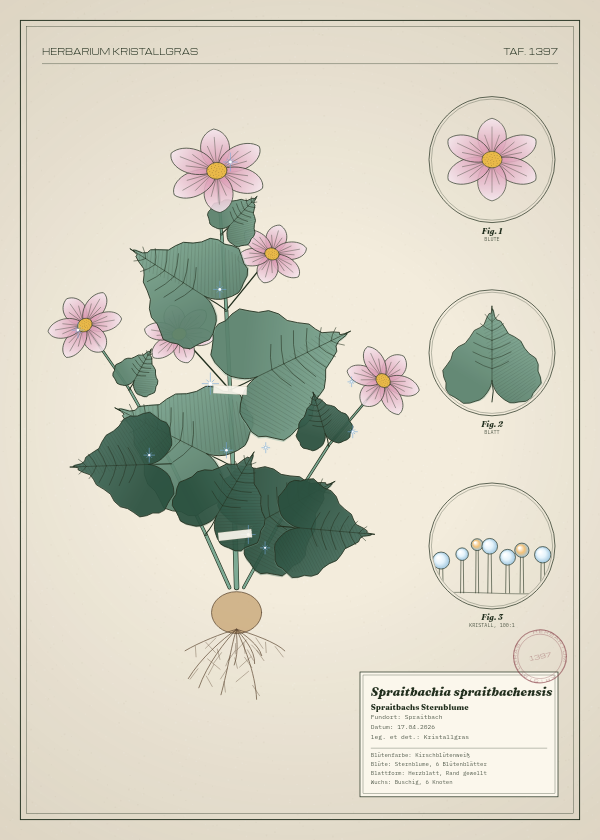 Botanische Tafel: Spraitbachia spraitbachensis, eine erfundene Pflanze aus Spraitbach, gezeichnet wie in einem alten Pflanzenatlas