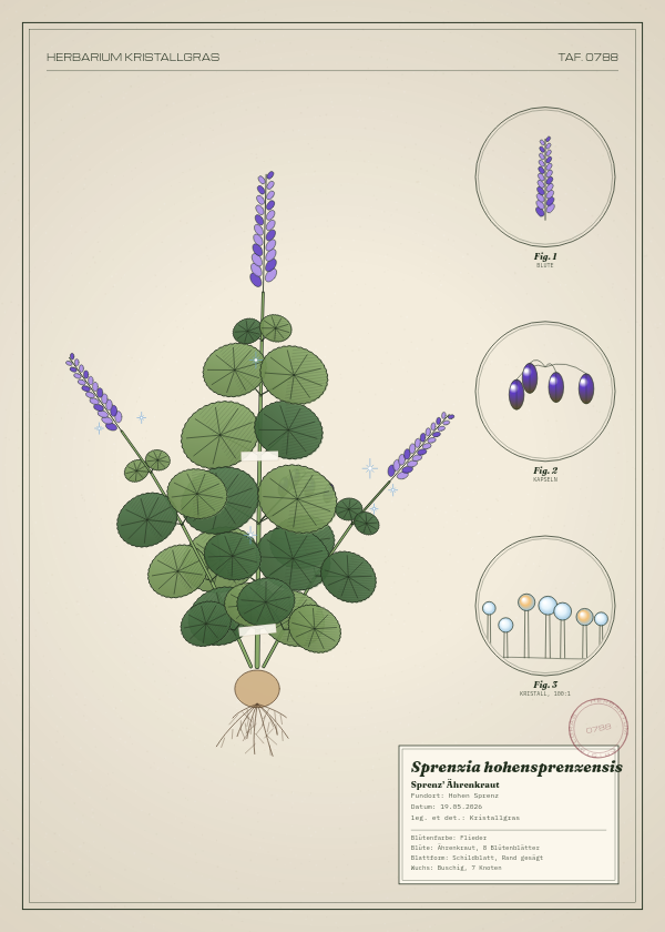 Botanische Tafel: Sprenzia hohensprenzensis, eine erfundene Pflanze aus Hohen Sprenz, gezeichnet wie in einem alten Pflanzenatlas