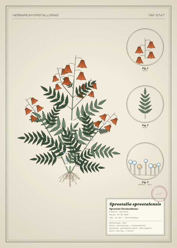 Botanische Tafel: Spreetalia spreetalensis, eine erfundene Pflanze aus Spreetal, gezeichnet wie in einem alten Pflanzenatlas