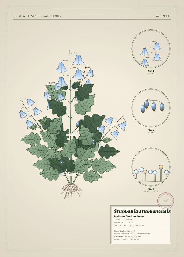 Botanische Tafel: Stubbenia stubbenensis, eine erfundene Pflanze aus Stubben, gezeichnet wie in einem alten Pflanzenatlas