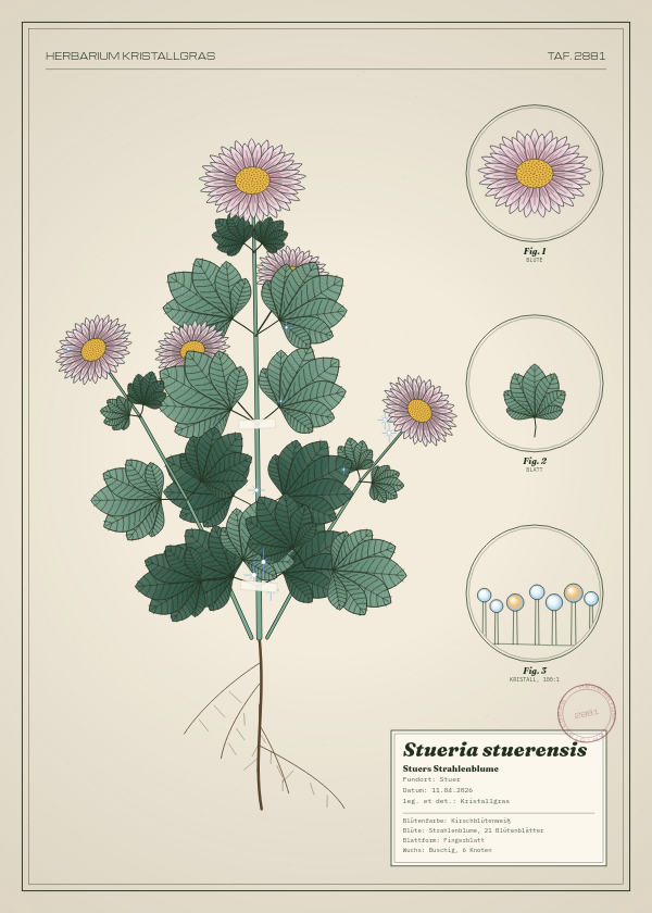 Botanische Tafel: Stueria stuerensis, eine erfundene Pflanze aus Stuer, gezeichnet wie in einem alten Pflanzenatlas