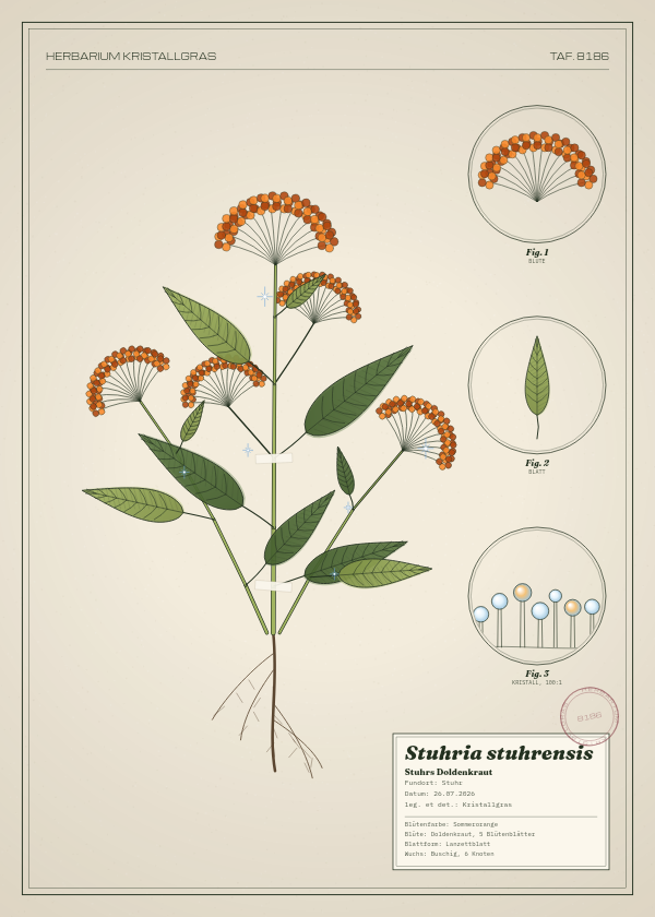 Botanische Tafel: Stuhria stuhrensis, eine erfundene Pflanze aus Stuhr, gezeichnet wie in einem alten Pflanzenatlas
