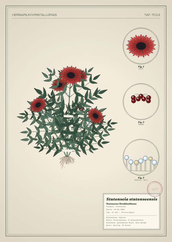 Botanische Tafel: Stutenseia stutenseensis, eine erfundene Pflanze aus Stutensee, gezeichnet wie in einem alten Pflanzenatlas