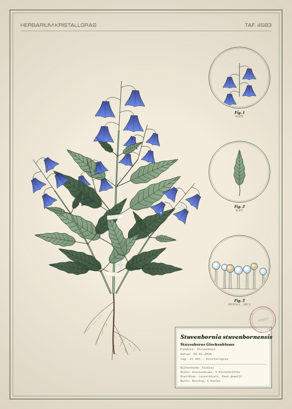 Botanische Tafel: Stuvenbornia stuvenbornensis, eine erfundene Pflanze aus Stuvenborn, gezeichnet wie in einem alten Pflanzenatlas