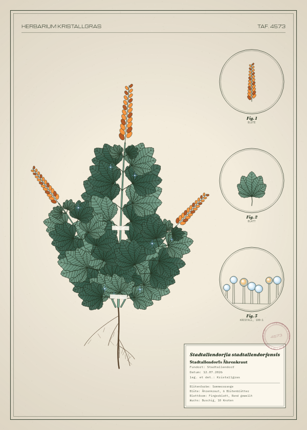 Botanische Tafel: Stadtallendorfia stadtallendorfensis, eine erfundene Pflanze aus Stadtallendorf, gezeichnet wie in einem alten Pflanzenatlas