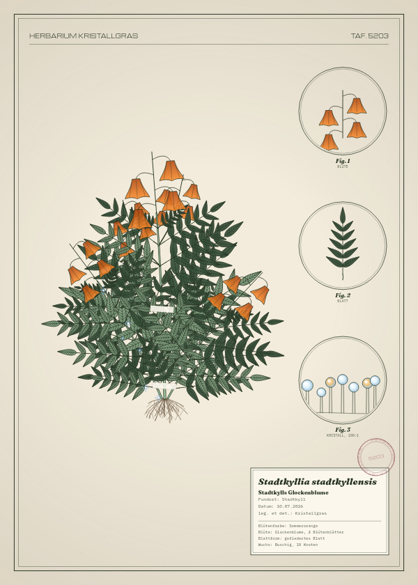Botanische Tafel: Stadtkyllia stadtkyllensis, eine erfundene Pflanze aus Stadtkyll, gezeichnet wie in einem alten Pflanzenatlas