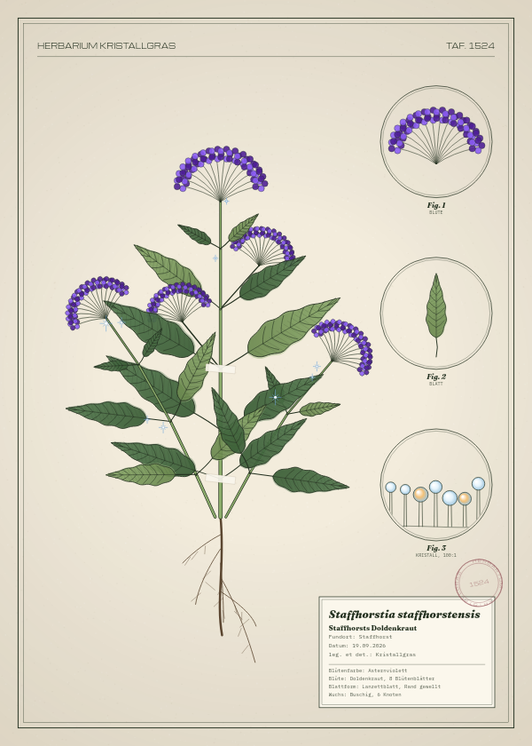 Botanische Tafel: Staffhorstia staffhorstensis, eine erfundene Pflanze aus Staffhorst, gezeichnet wie in einem alten Pflanzenatlas