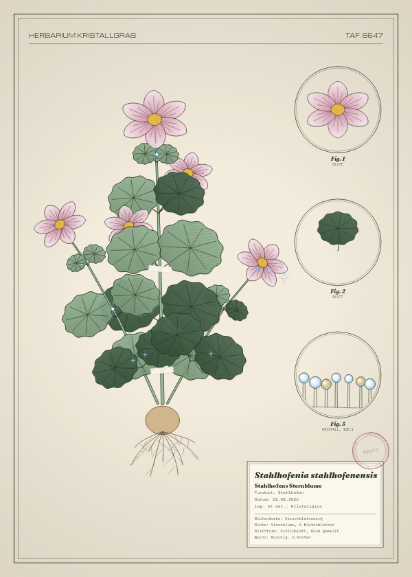 Botanische Tafel: Stahlhofenia stahlhofenensis, eine erfundene Pflanze aus Stahlhofen, gezeichnet wie in einem alten Pflanzenatlas