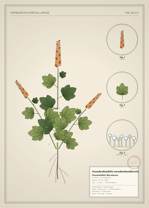 Botanische Tafel: Standenbuehlia standenbuehlensis, eine erfundene Pflanze aus Standenbühl, gezeichnet wie in einem alten Pflanzenatlas