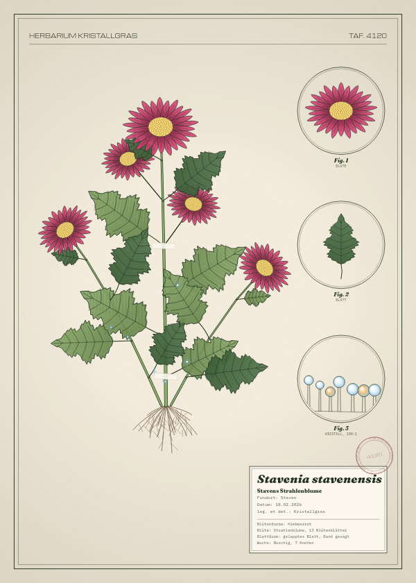 Botanische Tafel: Stavenia stavenensis, eine erfundene Pflanze aus Staven, gezeichnet wie in einem alten Pflanzenatlas