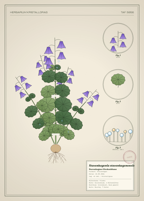 Botanische Tafel: Stavenhagenia stavenhagenensis, eine erfundene Pflanze aus Stavenhagen, gezeichnet wie in einem alten Pflanzenatlas