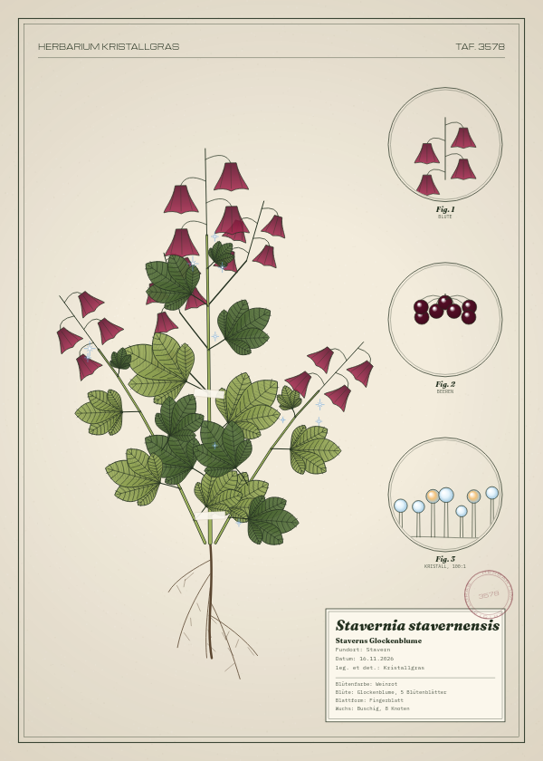 Botanische Tafel: Stavernia stavernensis, eine erfundene Pflanze aus Stavern, gezeichnet wie in einem alten Pflanzenatlas