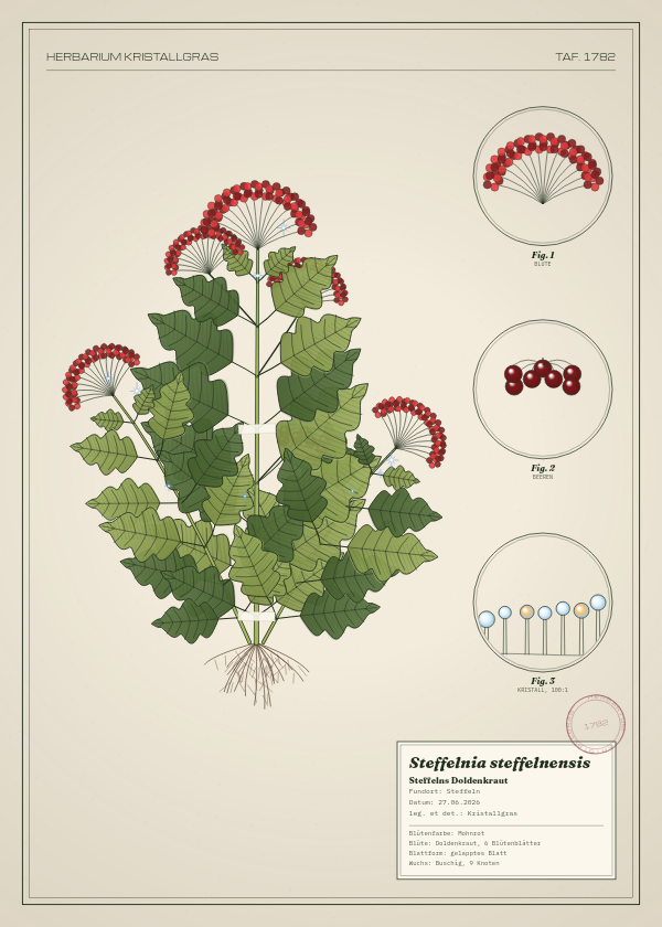 Botanische Tafel: Steffelnia steffelnensis, eine erfundene Pflanze aus Steffeln, gezeichnet wie in einem alten Pflanzenatlas
