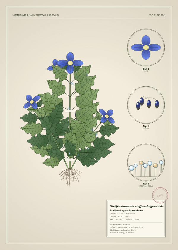 Botanische Tafel: Steffenshagenia steffenshagenensis, eine erfundene Pflanze aus Steffenshagen, gezeichnet wie in einem alten Pflanzenatlas