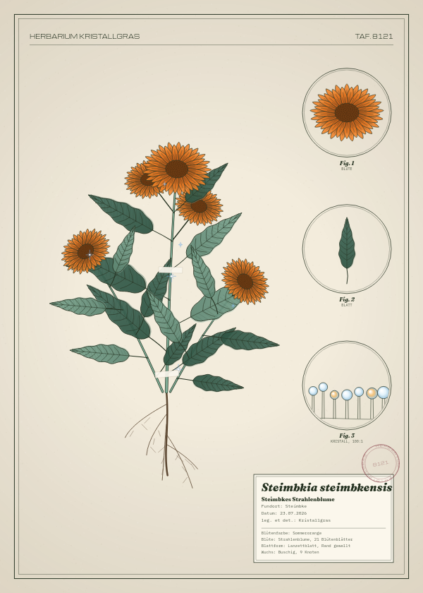 Botanische Tafel: Steimbkia steimbkensis, eine erfundene Pflanze aus Steimbke, gezeichnet wie in einem alten Pflanzenatlas