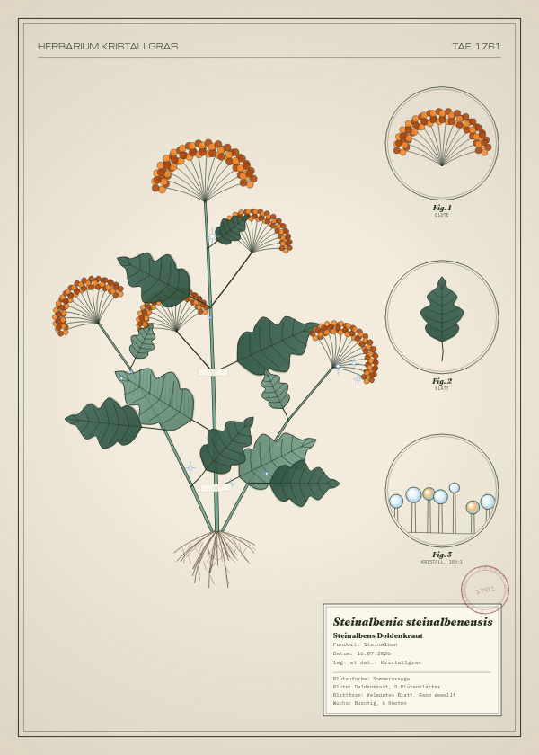 Botanische Tafel: Steinalbenia steinalbenensis, eine erfundene Pflanze aus Steinalben, gezeichnet wie in einem alten Pflanzenatlas