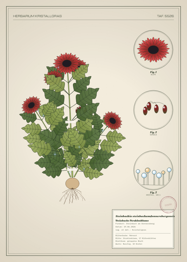 Botanische Tafel: Steinbachia steinbachamdonnersbergensis, eine erfundene Pflanze aus Steinbach am Donnersberg, gezeichnet wie in einem alten Pflanzenatlas