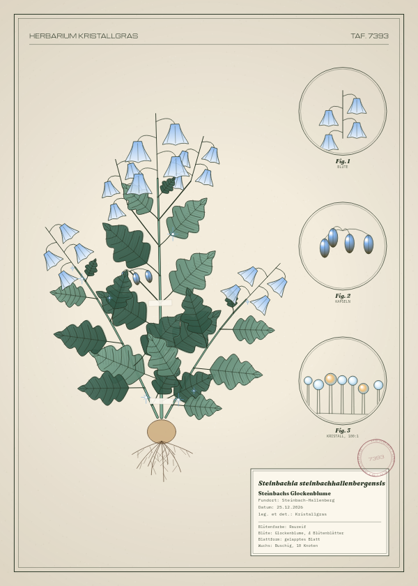 Botanische Tafel: Steinbachia steinbachhallenbergensis, eine erfundene Pflanze aus Steinbach-Hallenberg, gezeichnet wie in einem alten Pflanzenatlas