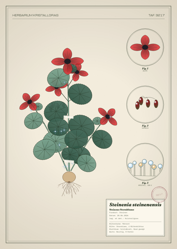 Botanische Tafel: Steinenia steinenensis, eine erfundene Pflanze aus Steinen, gezeichnet wie in einem alten Pflanzenatlas