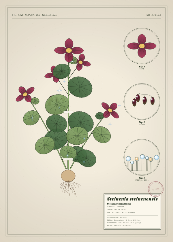 Botanische Tafel: Steinenia steinenensis, eine erfundene Pflanze aus Steinen, gezeichnet wie in einem alten Pflanzenatlas