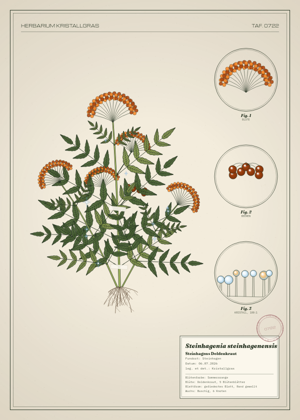 Botanische Tafel: Steinhagenia steinhagenensis, eine erfundene Pflanze aus Steinhagen, gezeichnet wie in einem alten Pflanzenatlas