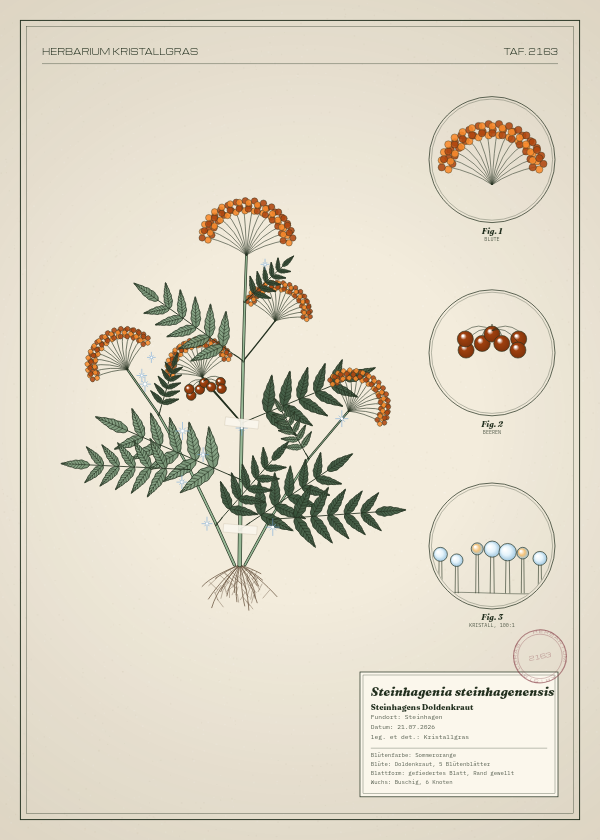 Botanische Tafel: Steinhagenia steinhagenensis, eine erfundene Pflanze aus Steinhagen, gezeichnet wie in einem alten Pflanzenatlas