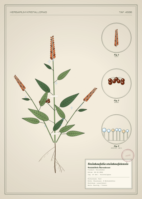 Botanische Tafel: Steinhoefelia steinhoefelensis, eine erfundene Pflanze aus Steinhöfel, gezeichnet wie in einem alten Pflanzenatlas