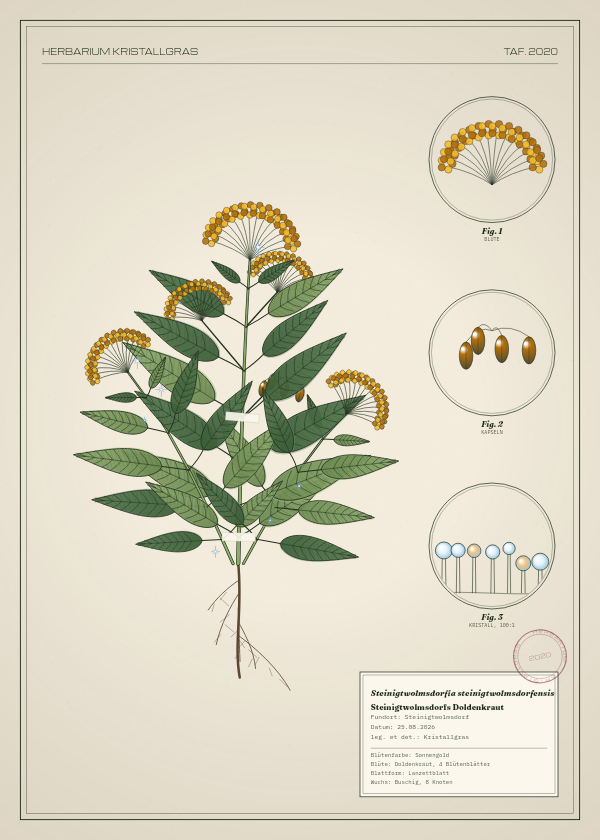 Botanische Tafel: Steinigtwolmsdorfia steinigtwolmsdorfensis, eine erfundene Pflanze aus Steinigtwolmsdorf, gezeichnet wie in einem alten Pflanzenatlas