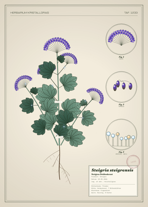 Botanische Tafel: Steigria steigrensis, eine erfundene Pflanze aus Steigra, gezeichnet wie in einem alten Pflanzenatlas
