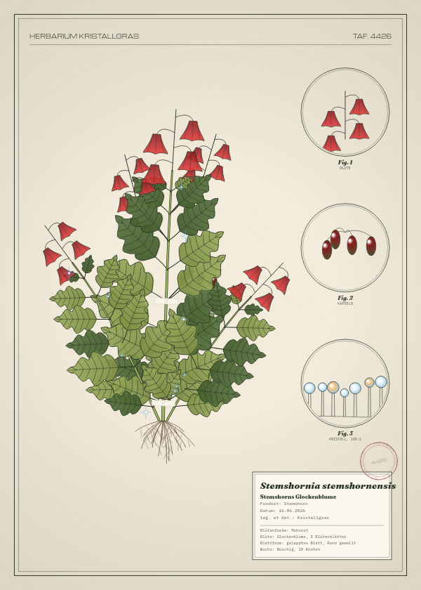 Botanische Tafel: Stemshornia stemshornensis, eine erfundene Pflanze aus Stemshorn, gezeichnet wie in einem alten Pflanzenatlas