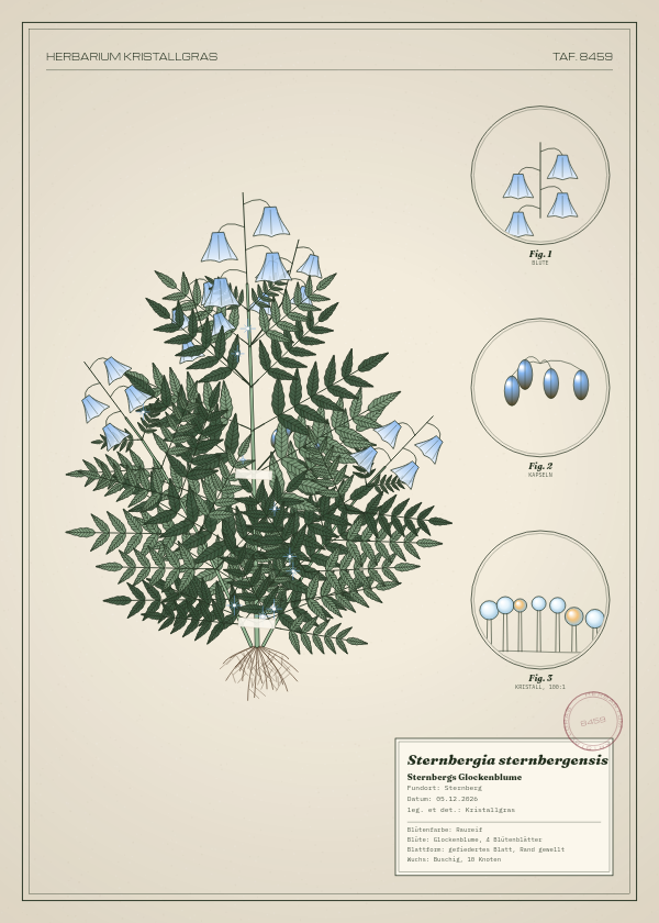 Botanische Tafel: Sternbergia sternbergensis, eine erfundene Pflanze aus Sternberg, gezeichnet wie in einem alten Pflanzenatlas