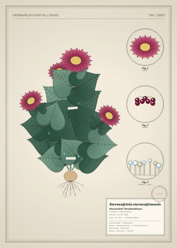 Botanische Tafel: Sternenfelsia sternenfelsensis, eine erfundene Pflanze aus Sternenfels, gezeichnet wie in einem alten Pflanzenatlas