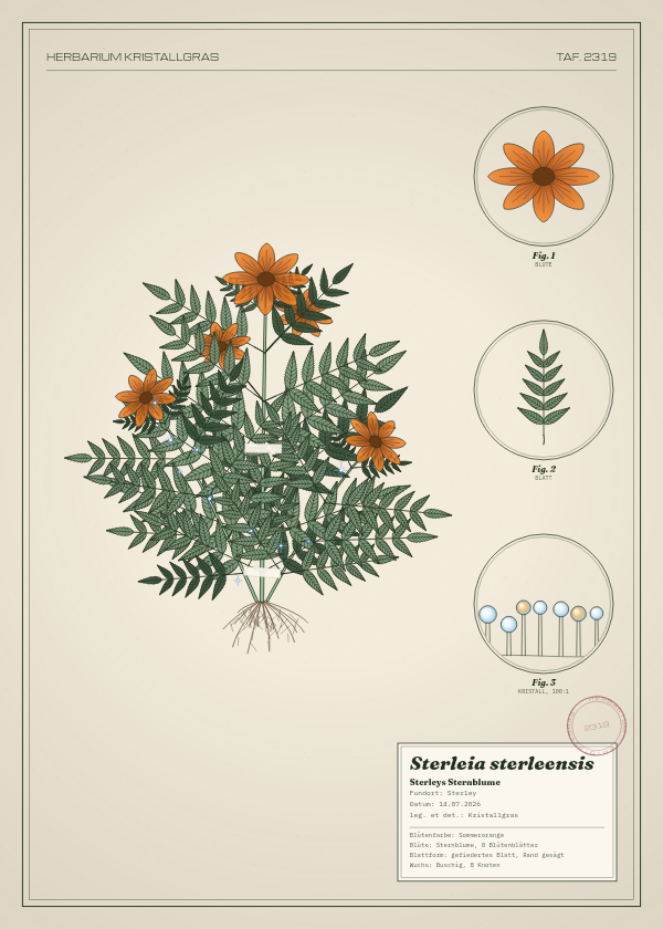Botanische Tafel: Sterleia sterleensis, eine erfundene Pflanze aus Sterley, gezeichnet wie in einem alten Pflanzenatlas