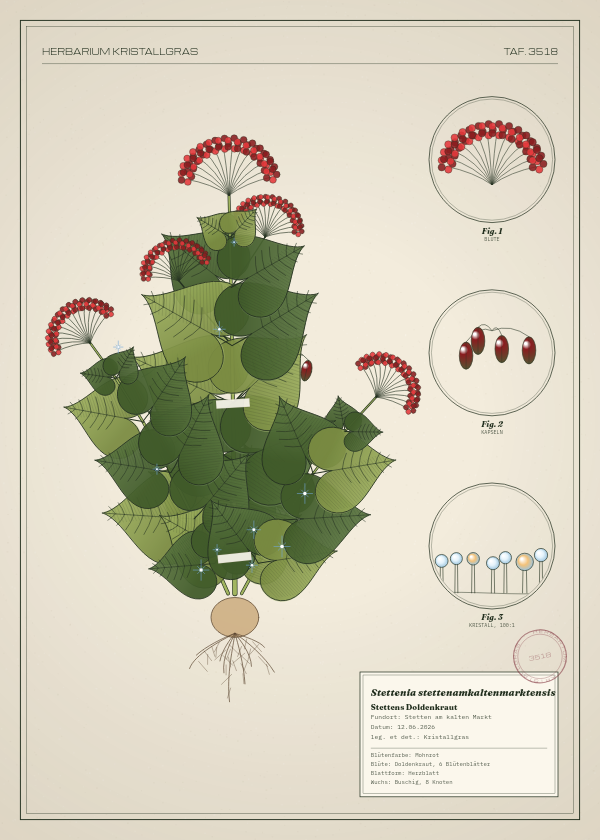 Botanische Tafel: Stettenia stettenamkaltenmarktensis, eine erfundene Pflanze aus Stetten am kalten Markt, gezeichnet wie in einem alten Pflanzenatlas