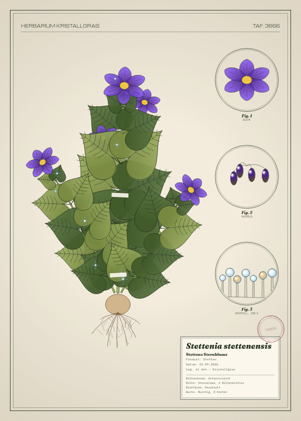 Botanische Tafel: Stettenia stettenensis, eine erfundene Pflanze aus Stetten, gezeichnet wie in einem alten Pflanzenatlas