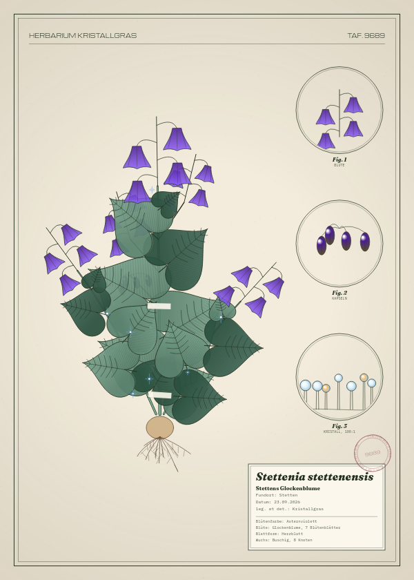 Botanische Tafel: Stettenia stettenensis, eine erfundene Pflanze aus Stetten, gezeichnet wie in einem alten Pflanzenatlas