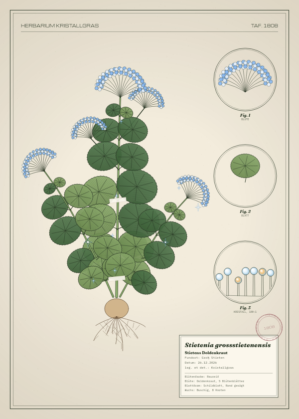 Botanische Tafel: Stietenia grossstietenensis, eine erfundene Pflanze aus Groß Stieten, gezeichnet wie in einem alten Pflanzenatlas