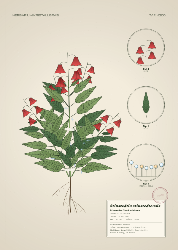 Botanische Tafel: Stinstedtia stinstedtensis, eine erfundene Pflanze aus Stinstedt, gezeichnet wie in einem alten Pflanzenatlas