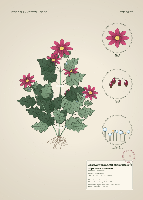 Botanische Tafel: Stipshausenia stipshausenensis, eine erfundene Pflanze aus Stipshausen, gezeichnet wie in einem alten Pflanzenatlas
