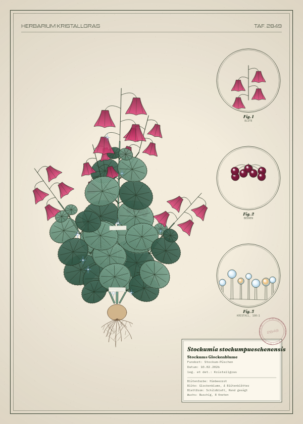 Botanische Tafel: Stockumia stockumpueschenensis, eine erfundene Pflanze aus Stockum-Püschen, gezeichnet wie in einem alten Pflanzenatlas