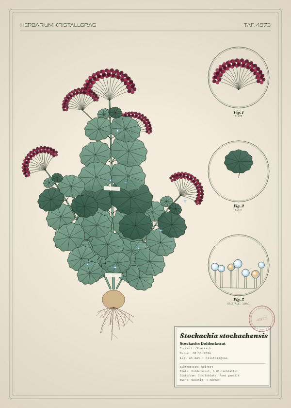 Botanische Tafel: Stockachia stockachensis, eine erfundene Pflanze aus Stockach, gezeichnet wie in einem alten Pflanzenatlas