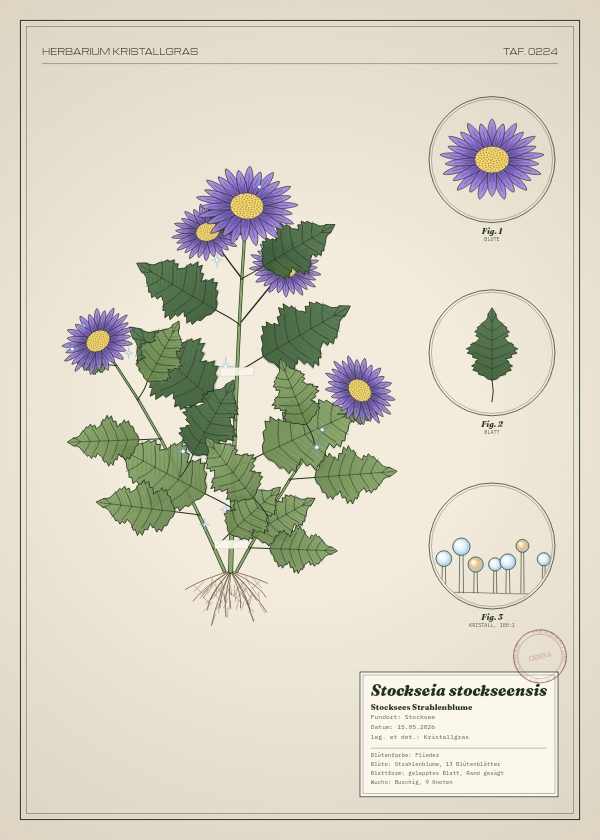 Botanische Tafel: Stockseia stockseensis, eine erfundene Pflanze aus Stocksee, gezeichnet wie in einem alten Pflanzenatlas