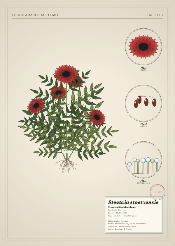 Botanische Tafel: Stoetzia stoetzensis, eine erfundene Pflanze aus Stoetze, gezeichnet wie in einem alten Pflanzenatlas
