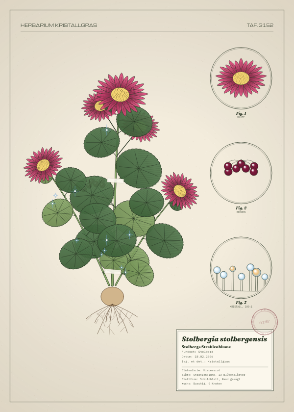 Botanische Tafel: Stolbergia stolbergensis, eine erfundene Pflanze aus Stolberg, gezeichnet wie in einem alten Pflanzenatlas